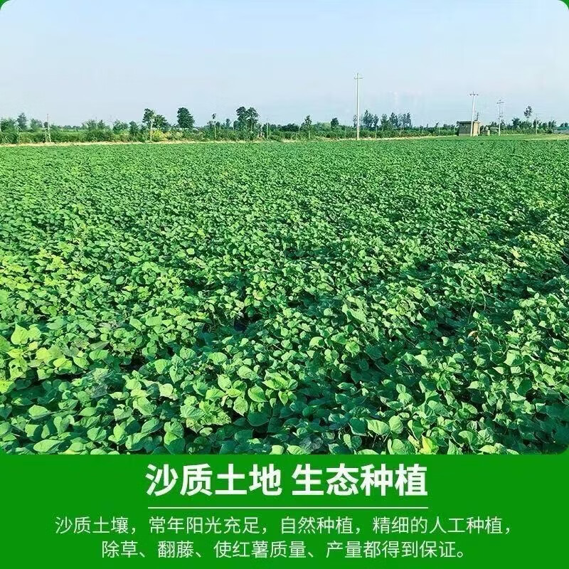 沁园秋陕西板栗红薯沙地新鲜自然熟地瓜番薯生鲜蔬菜 带箱8.5斤中果（净重8斤+）