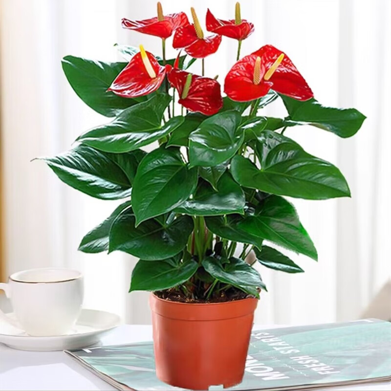 空气一帆风顺水培植物办公室内花卉绿植红掌水养四季开花 红掌原盆 含