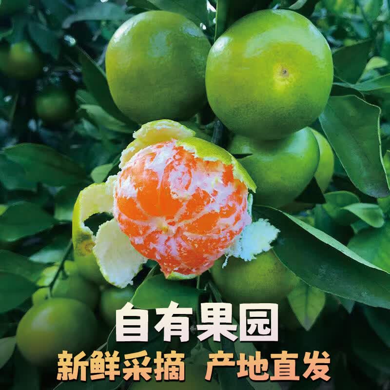 异果恋云南青皮蜜桔【闪送-多地次日达】橘子应季蜜橘当季桔子新鲜水果 大果3斤【果径65mm+:约18-24个】