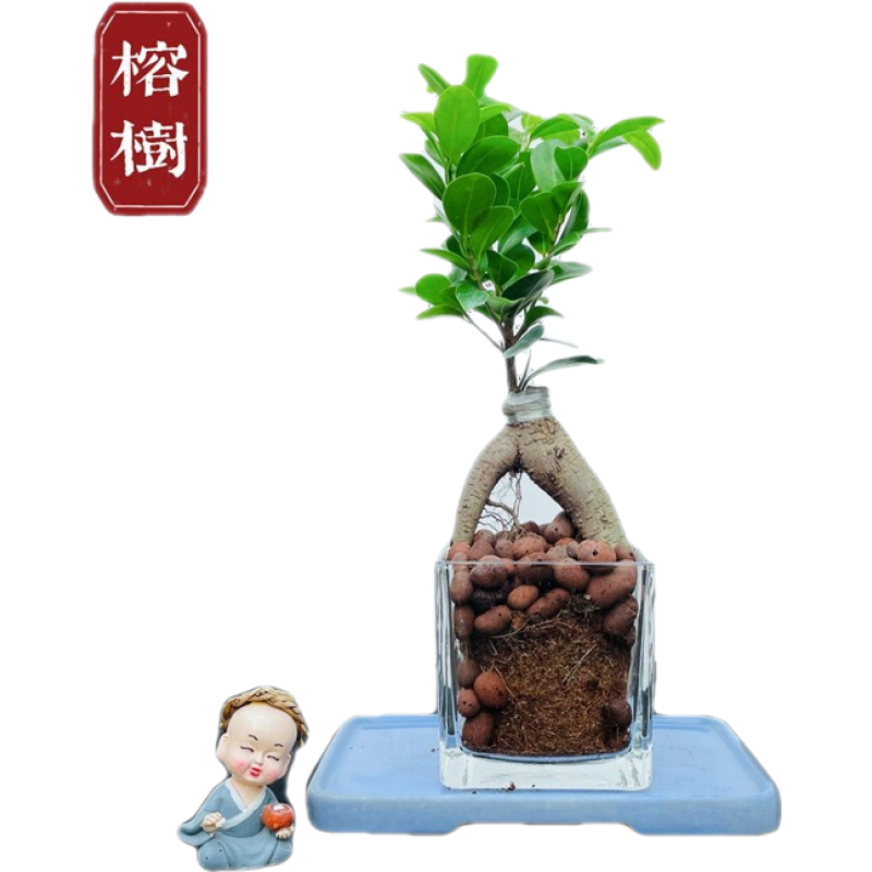 花卉商品历史价格查询网|花卉价格比较