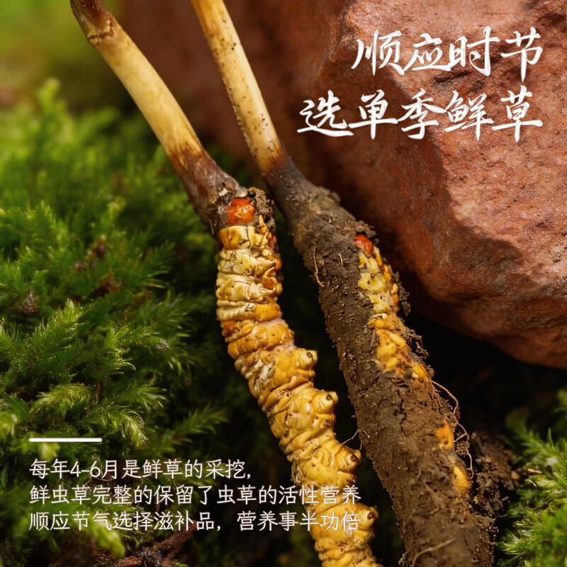 康陈牌新鲜冬虫夏草2026年头茬应季鲜虫草送礼营养滋补礼品自食高原鲜草 鲜虫草1.0-1.3共70根 1.3根*70根