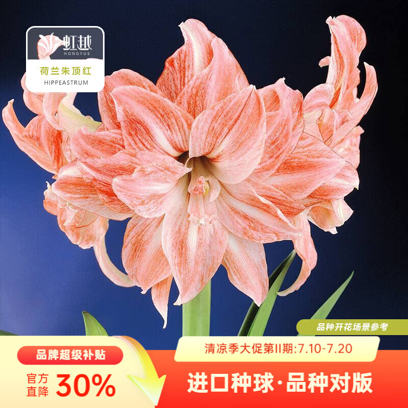 虹越（HONGYUE）进口朱顶红裸球多年生荷兰朱顶红大球球根花卉 【进口朱顶红·1球】珍妮小姐（24/26）