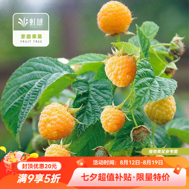 虹越（HONGYUE）树莓盆栽苗 多季挂果覆盆子黑莓水果树苗花园庭院多年生好养果苗 【双季黄树莓WY】“金秋”2.5L盆栽
