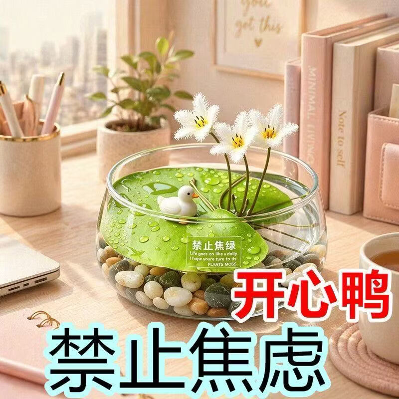 【花仙子】一叶莲水培无土好养办公室桌面鱼缸造景治愈系绿植A 【带花苞】焦虑盆+一叶莲+小鸭了 【带花苞】