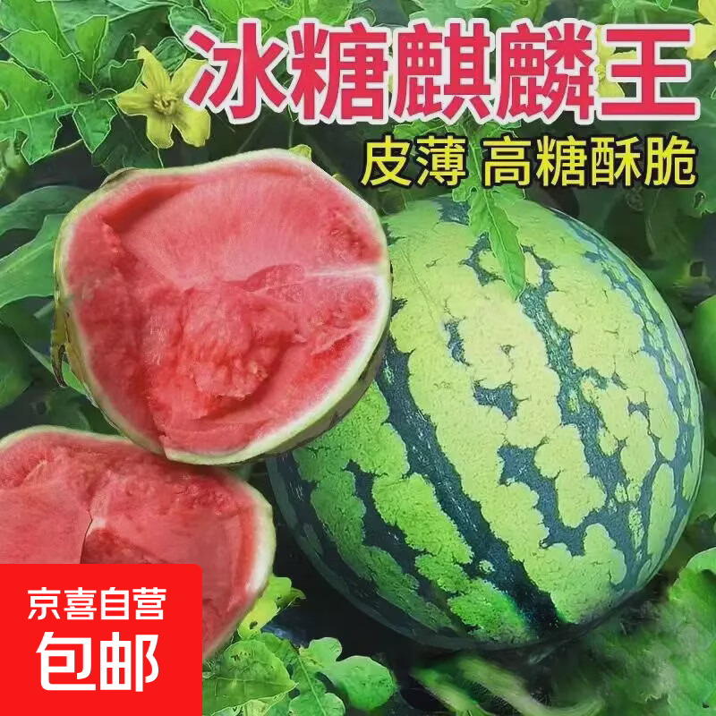精品麒麟有籽西瓜水果生鲜新鲜西瓜8424美都薄皮脆甜可口整箱 5-6斤