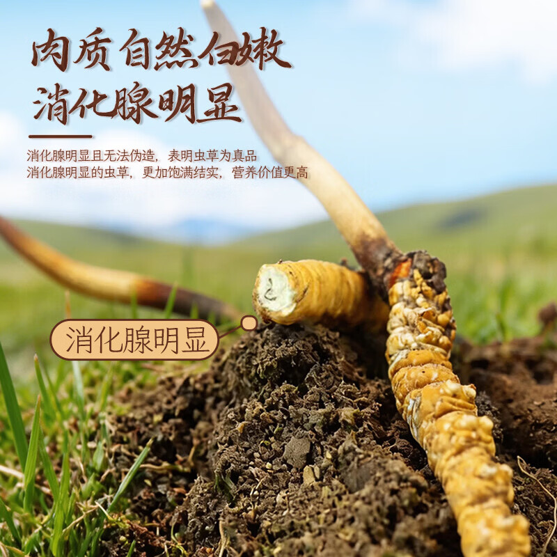 康陈牌新鲜冬虫夏草2026年头茬应季鲜虫草送礼营养滋补礼品自食高原鲜草 鲜虫草1.0-1.3共70根 1.3根*70根