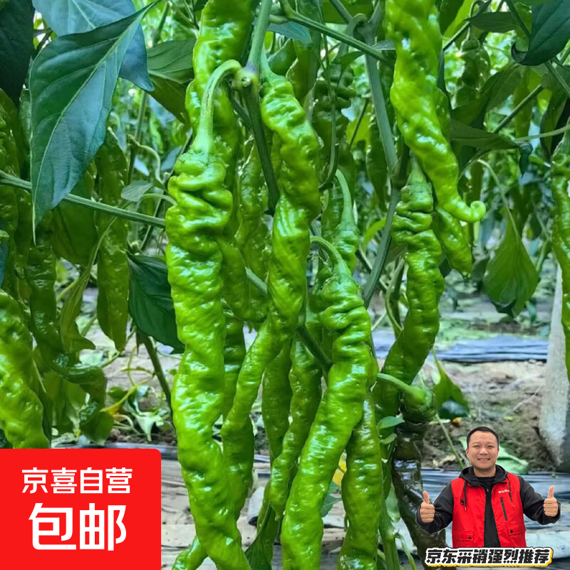 新鲜薄皮螺丝椒口感脆嫩香辣浓郁农家直供当季青辣椒家常炒菜蔬菜 山东螺丝椒2斤（净重1.8斤）