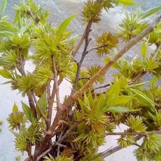胖东来同款湖南张家界男士滋补针型花蕊特级正宗雄花杜仲茶养生茶嗷嗷叫 【杜仲雄花】补肾强骨 150g*4罐 煲汤 泡酒 泡茶首先