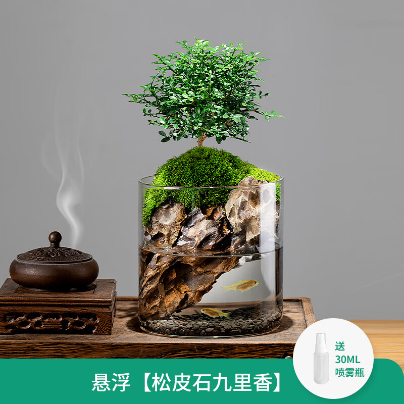 麦基乐小叶赤楠九里香生态瓶苔藓创意微景观办公室桌面盆栽青苔造景绿植 悬浮[松皮九里香]--成品发货-宋 带盆栽好怎么看?