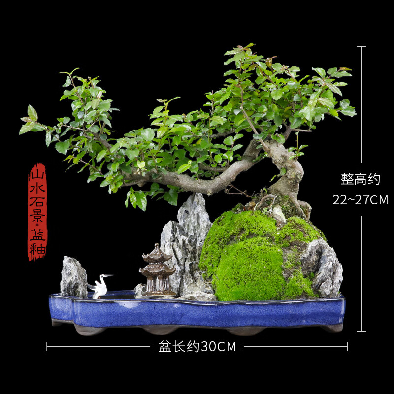 雀梅悬崖式树桩山石造型盆景室内桌面大植物办公室艺术盆栽送礼 山水