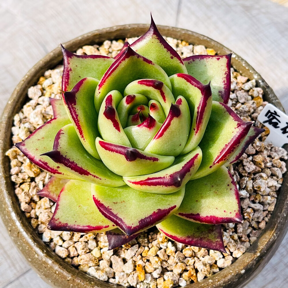 刘不丁密码 东云冬云精品乌木超宽肥厚叶片大气霸气  多肉植物韩国