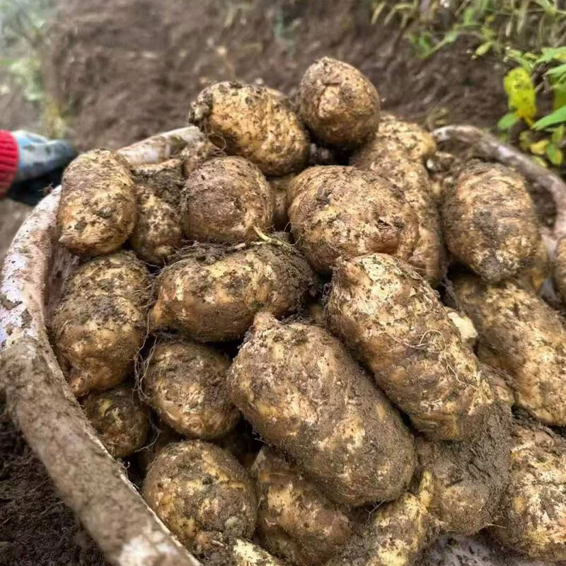 云南昭通小草坝新鲜天麻 高原天麻现挖 源头直发包邮 【小果3斤】 8-12个/斤 1500g*1箱 小果麻