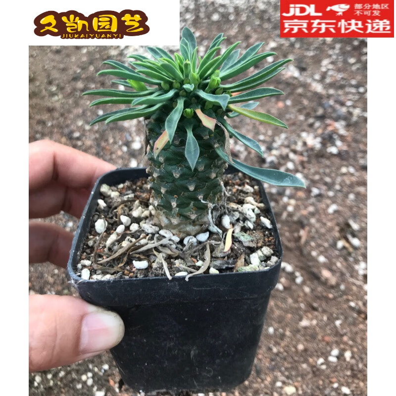 豫权 多肉铁甲麒麟白桦峨眉山一物一拍块根好养 铁甲麒麟老桩单头高