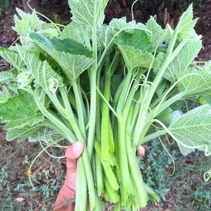 三千苗 鲜嫩南瓜尖种籽种子专吃茎叶四季秋季播南方阳台特色农家蔬菜