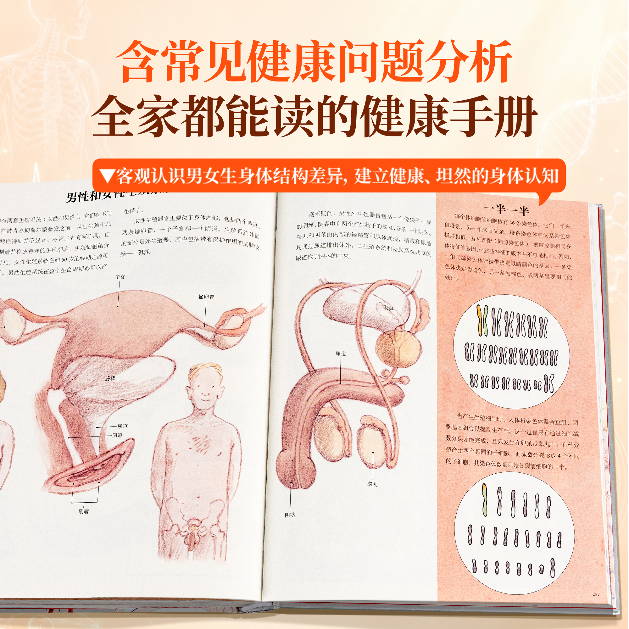 青葫芦 人体运转的秘密 少年儿童百科全书家庭医生健康营养书籍dk我们的身体的神秘肌肉器官医学免疫系统图解知识科普书课外阅读书 十万个为什么 中小学生版一二三四五六年级书籍7-12岁中国少儿科学启蒙 人