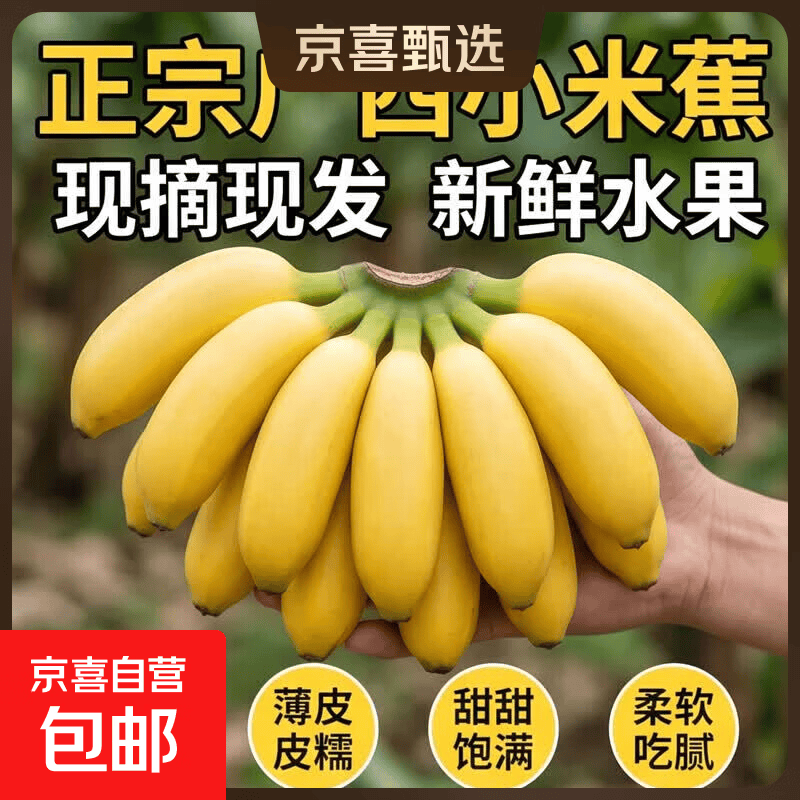 京喜加正宗广西小米蕉现摘现发新鲜水果香蕉小芭蕉薄皮甜糯源头直发13 酸甜口小米蕉【优选】 带箱2斤
