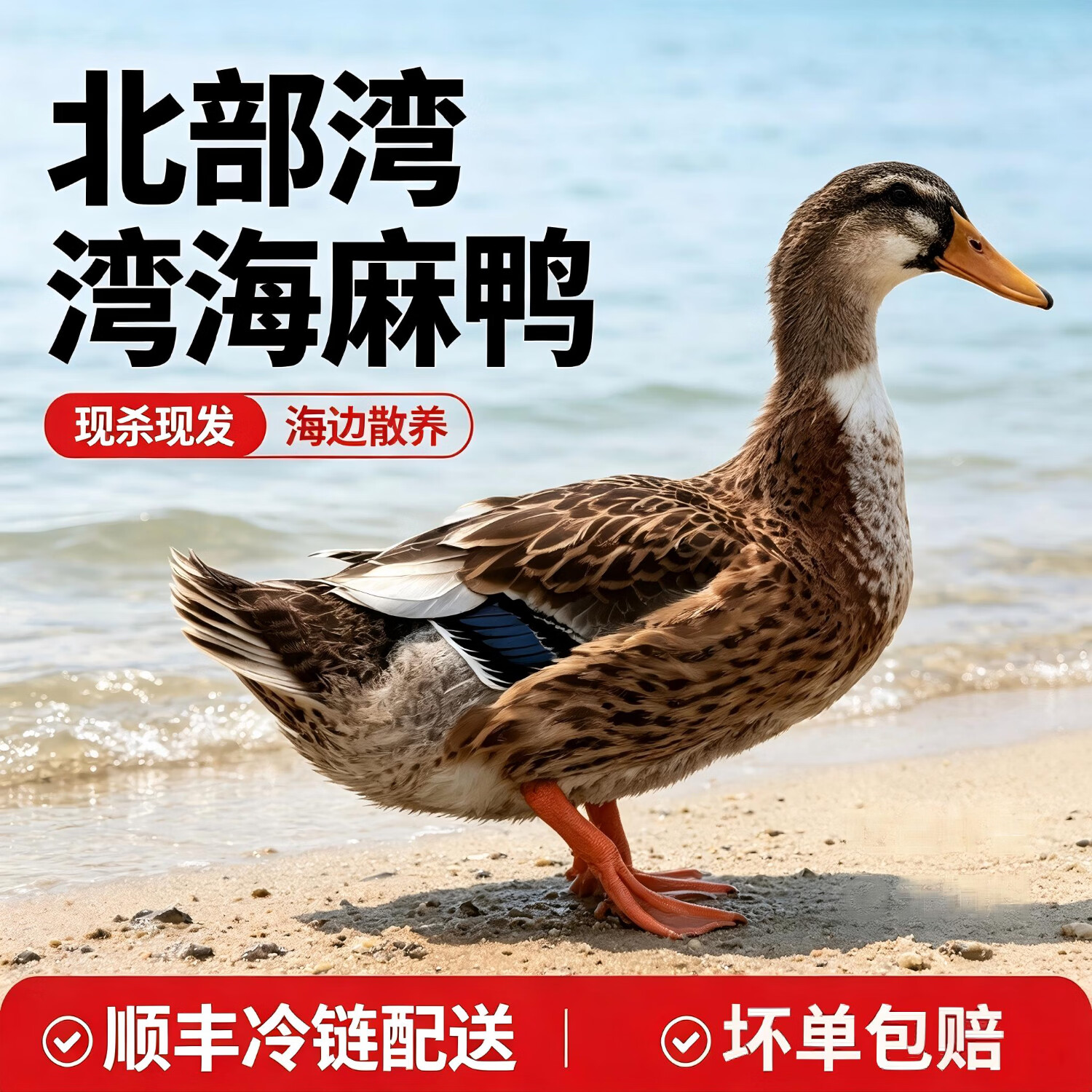 钦小鲜北部湾散养海麻鸭海边滩涂散养现杀现发青头海鸭净膛发货顺丰冷链 【海麻鸭】4-4.5斤/只 现杀现发