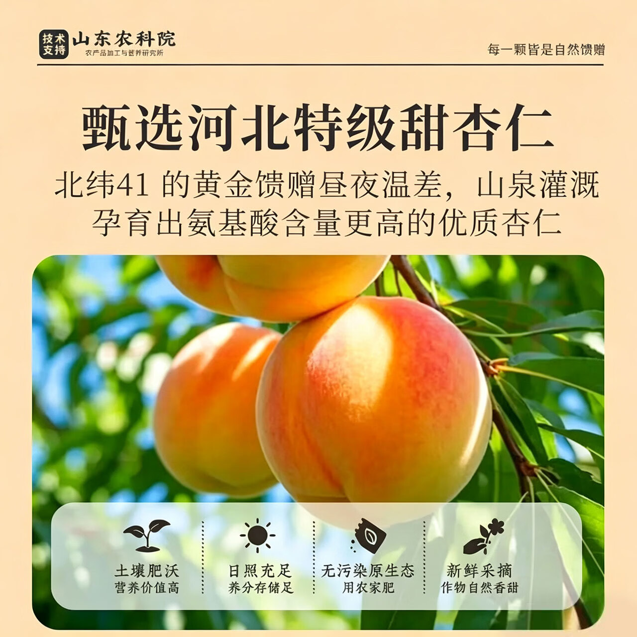 优卓特优级南杏仁原味无添加无蔗糖熟制杏仁大颗粒原产地农科院官方 【原色原香】特级熟制南杏仁 250g*1罐