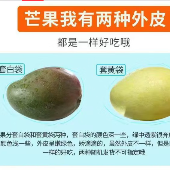 元珍鲜诚四川攀枝花优选芒果 热带甜心凯特芒新鲜水果现摘整箱送礼 含箱5斤净重4.5斤臻选果(300-400g)