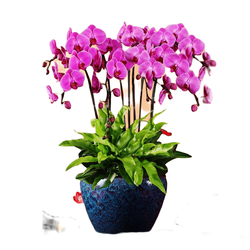 綠韻花田【兩小時(shí)達(dá)】蝴蝶蘭盆栽帶花苞花劍花盆真花開業(yè)開業(yè)喬遷生日送禮 8株紫色（瓷盆隨機(jī)）