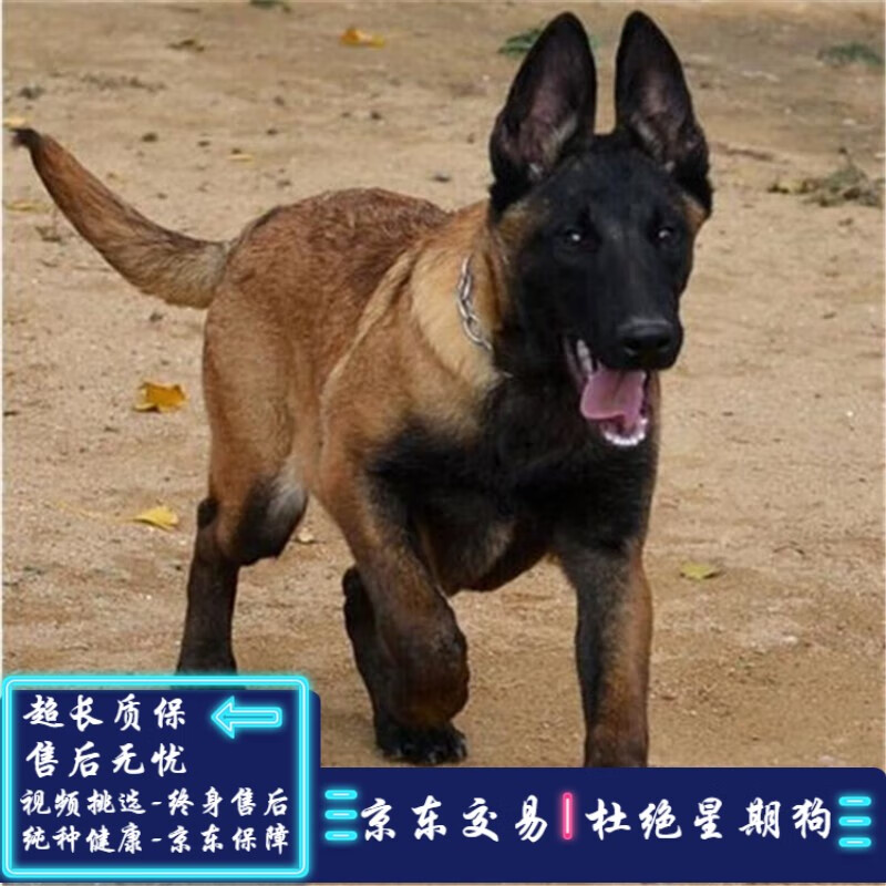 采缇(caiti)纯种马犬幼犬活体昆明犬东德狼狗活体德牧犬黑狼黑弓背