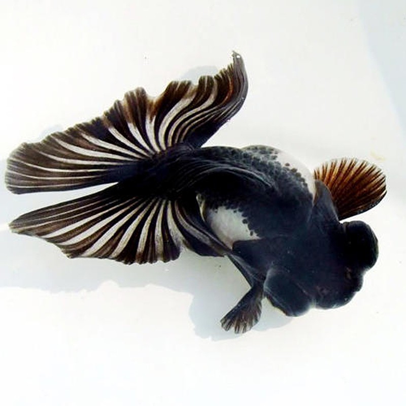 优鱼若宠蝶尾金鱼活体水族宠物冷水淡水鱼 精品熊猫蝶尾1条(已转色) 5