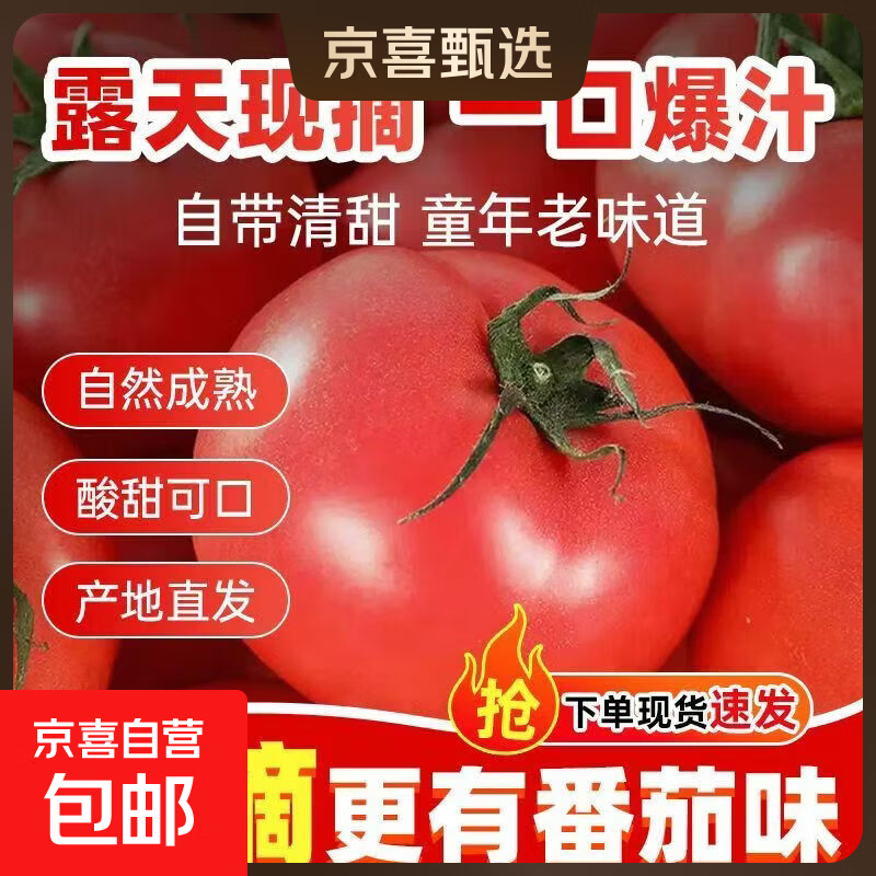 山东寿光沙瓤番茄西红柿新鲜现摘自然熟大红番茄爆汁生鲜 带箱1斤小果 0.8斤
