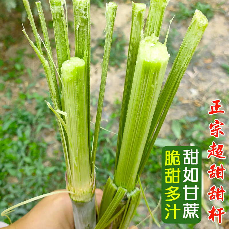 农之子(nongzhizi)甜高粱种子甜杆种籽小青皮北方甘蔗水果食用春季甜