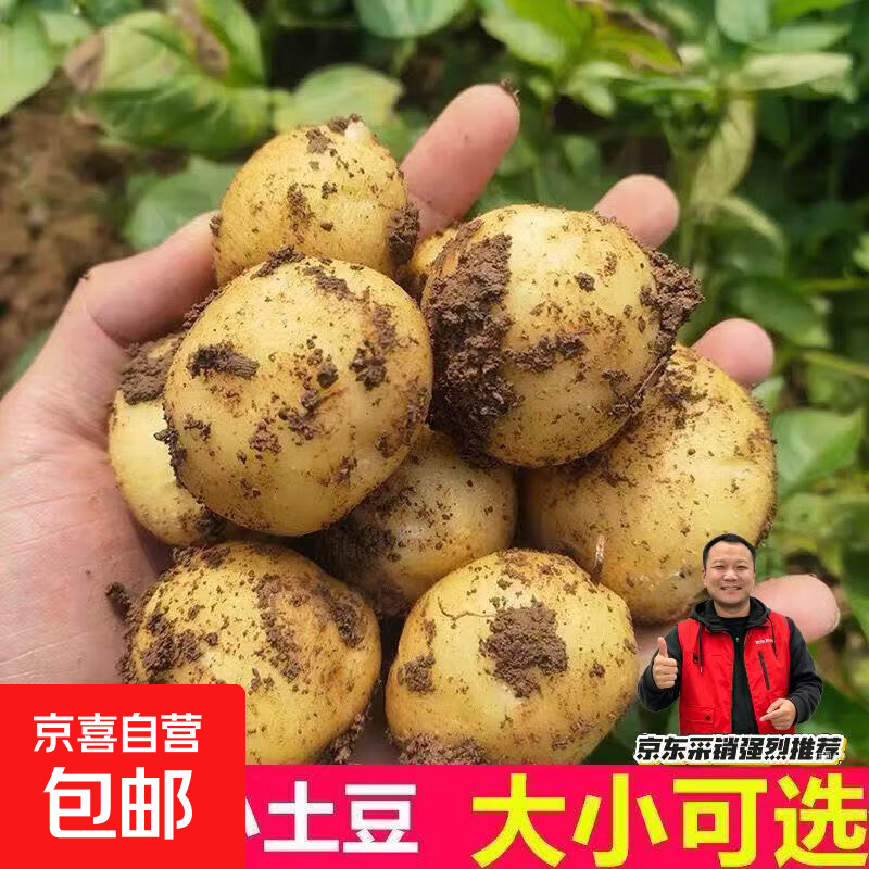 东东买菜新鲜黄心土豆农家自种黄皮马铃薯黄心洋芋新鲜蔬菜 黄皮黄心土豆 2斤 净重 中大果