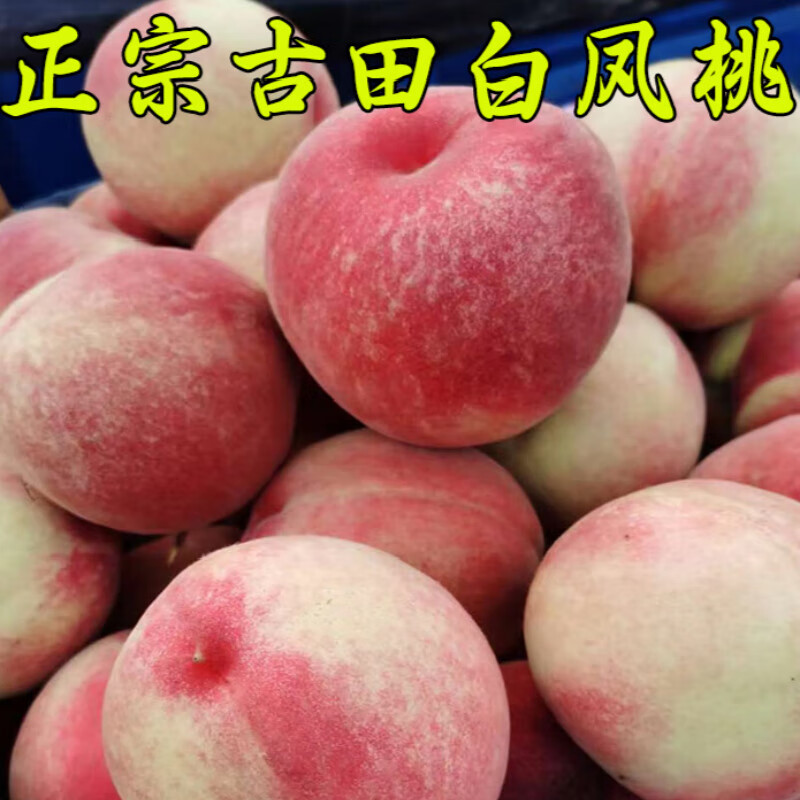 现货福建古田白凤水蜜桃特产新鲜甜脆桃大桃子 5斤