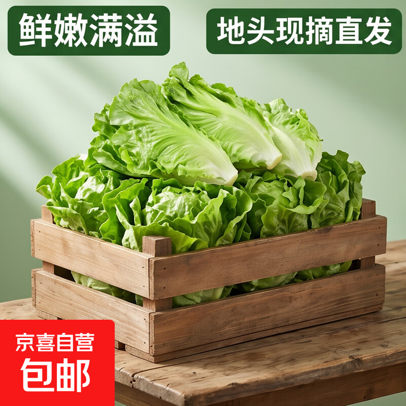 生吃意大利奶油生菜新鲜生菜即食沙拉蔬菜火锅烤肉整箱烧烤涮菜 地头现摘 鲜嫩脆甜【常温发货】 整箱2斤（净重1.6斤）