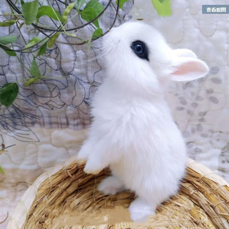 子活体宠物兔小型兔子活物长不大迷你茶杯兔荷兰兔 白色凤眼兔子一只