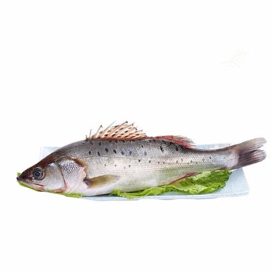 御泸鲜湘新鲜大鲈鱼花鲈鱼寨花鱼鲈板鱼海鱼海产品海鲜类水产生鲜冷冻
