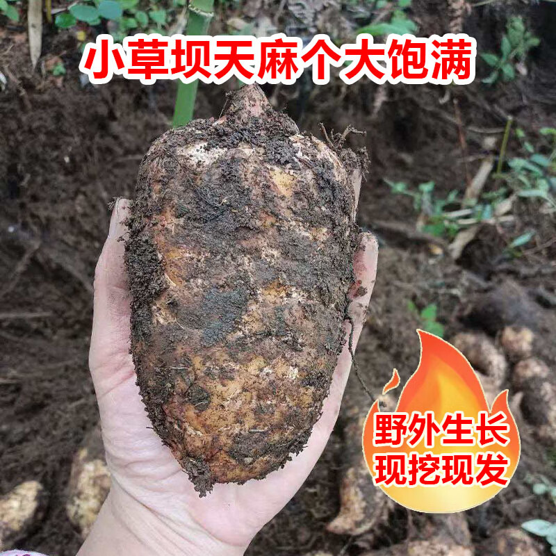 云南昭通小草坝新鲜天麻 高原天麻现挖 源头直发包邮 【特大果3斤礼盒】 2-3个/斤  1500g*1箱 精选特级麻