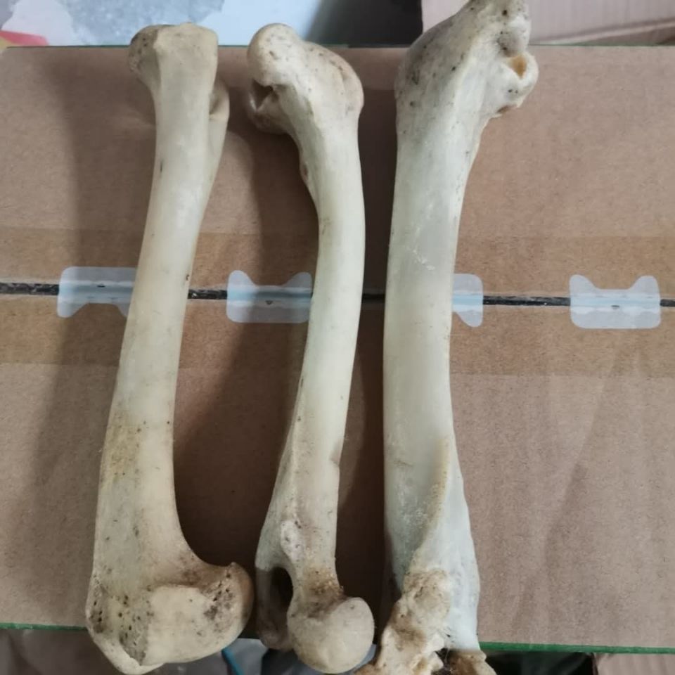 北京同仁堂原材料中药材 正宗 生狗骨头 煅狗骨头 炙狗腿骨 药用狗退