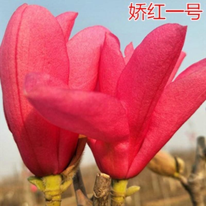 龙辰语红玉兰花苗紫玉兰树苗 当年开花 玉兰苗 白玉兰盆栽庭院苗木