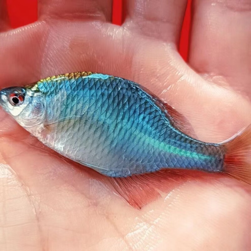 少羽原生溪流鳑鲏鱼七彩旁皮鱼活体小型鱼冷水鱼群游观赏鱼淡水好养