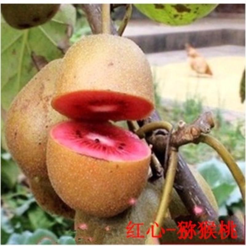 苗木历史价格数据|苗木价格比较