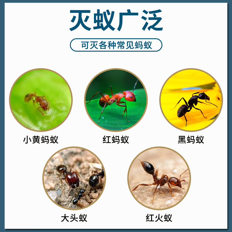 优可威原装进口蚂蚁药家用室内外除无全诱窝毒端一杀灭净小红黄黑饵剂灭 2克装【适用20平方左右】