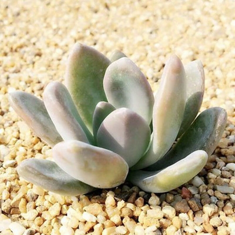 耘沫胭7大美人多肉植物 桃美人 奶酪,香蕉美人 冬美人 白美人 橙雪球