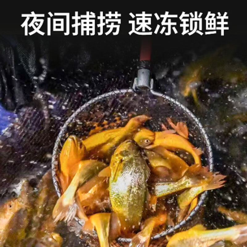 森鲜状元宁德地标海捕大黄鱼整条鲜冻黄花鱼新鲜深海鱼冷冻生鲜速冻水产鱼 4条装(共2斤~2.4斤)宁德黄鱼