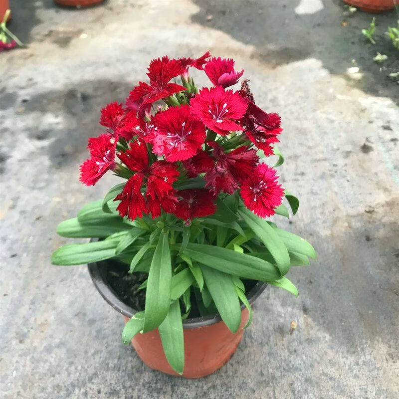 五彩石竹花盆栽室外阳台庭院植物花卉绣球石竹耐寒花期长带花发货