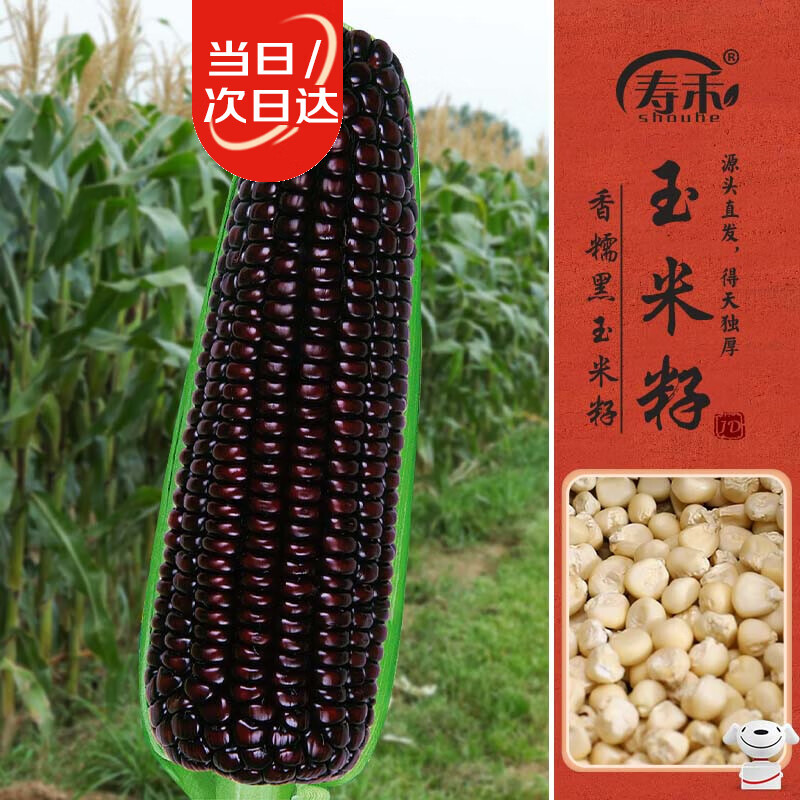 寿禾 黑糯玉米种子苗非转基因蔬菜种籽 屯玉糯9103玉米种子25g约90粒