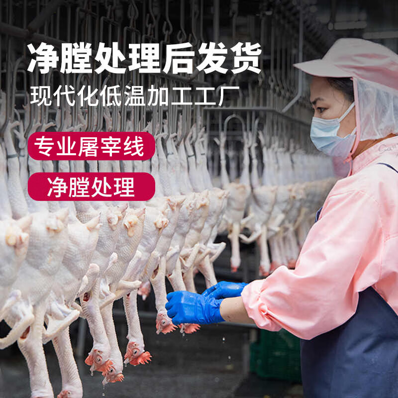 天农清远鸡皇后鸡 长天龄慢养老母鸡 汤鲜味美 月子炖汤生鲜食材 皇后鸡1只+清远鸡切块1盒
