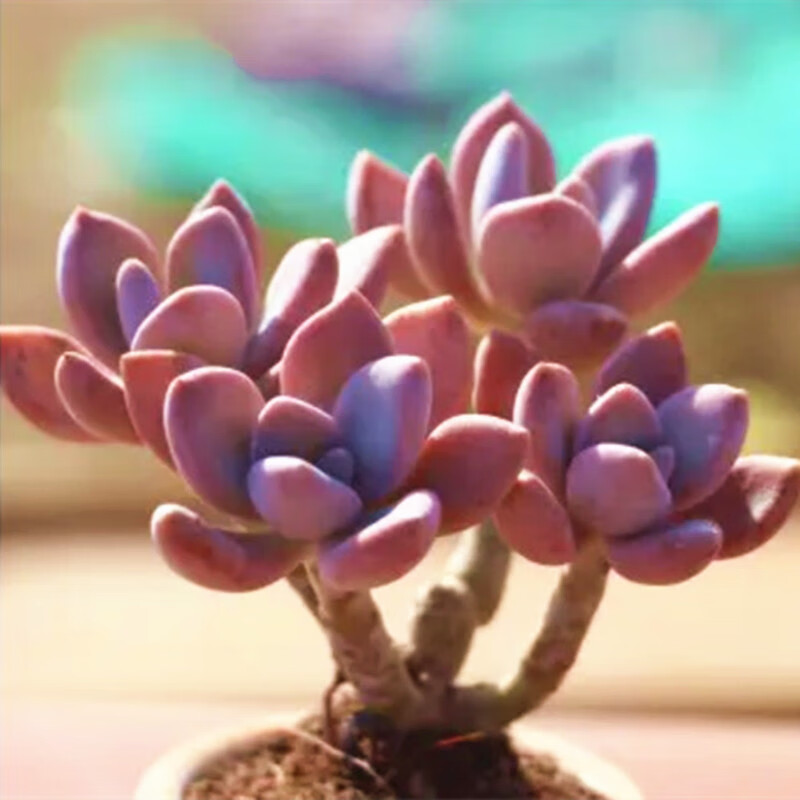 墨薰槿满额多肉植物冬美人老桩盆栽办公室阳台绿植花卉精品 简易塑料