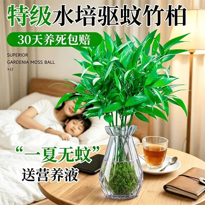 临雅竹柏驱蚊竹水培祛蚊植物室内外蚊子克星水养绿植花卉盆栽办公桌面 【水培驱蚊】竹柏(10棵)+灰色钻石瓶+营养液