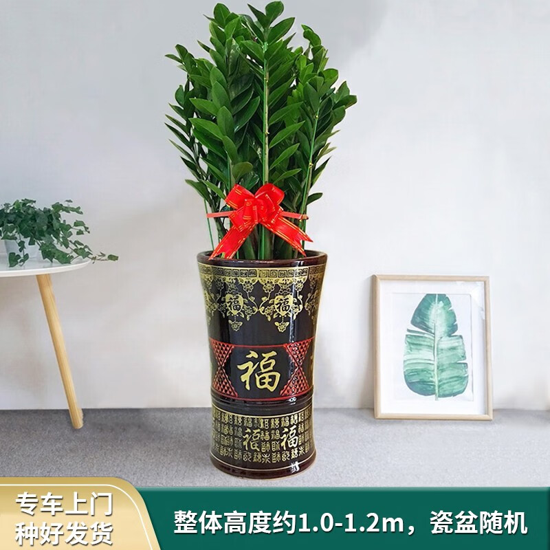Only you【两小时达】步步高发财树盆栽植物室内大型植物客厅开业乔迁送礼 金钱树怎么样,好用不?
