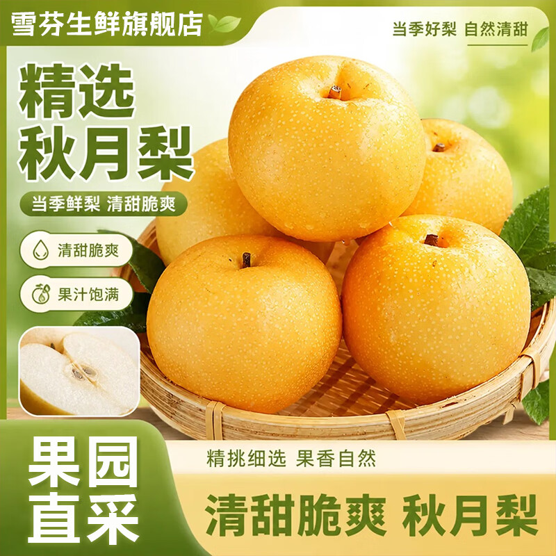 雪芬宁陵秋月梨 新鲜水果冰糖梨 脆甜多汁 当季生鲜水果 现摘现发 秋月梨净重4.5斤【单果250g+】 京东折扣/优惠券