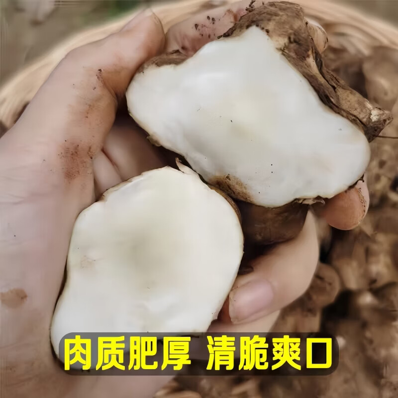 豔疅新鲜洋姜生鲜蔬菜姜片不辣农家自种酱腌菜泡菜种姜菊芋采挖泡咸菜 净重5斤【约25-75个】新鲜饱满