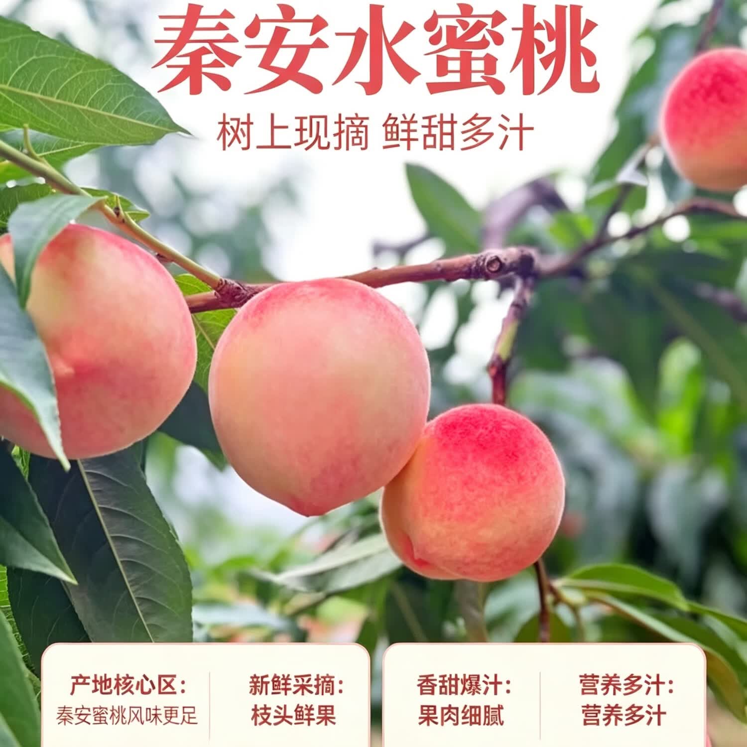 甘肃天水正宗秦安北京7号水蜜桃正宗新鲜桃子礼盒多地次日达 8颗精品特大果王礼盒包装整箱单果6-7两